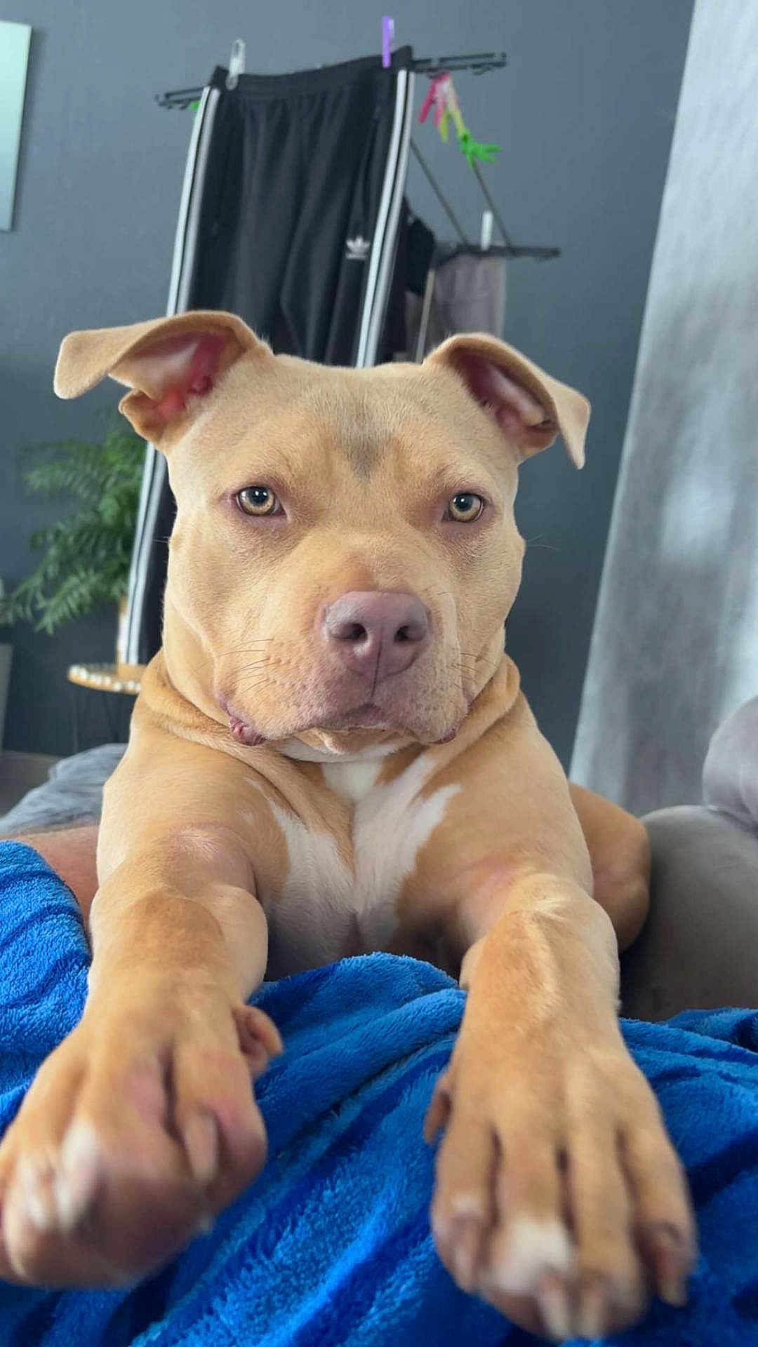 Yoda participe au concours pour gagner de l'argent avec cette photo : dog, pit_bull, pet, portrait, close_up, paws, blanket, couch, indoor, furniture, plant, curtain, clothing, hanger, pants, brown_coat, white_markings, nose, eyes, relaxed