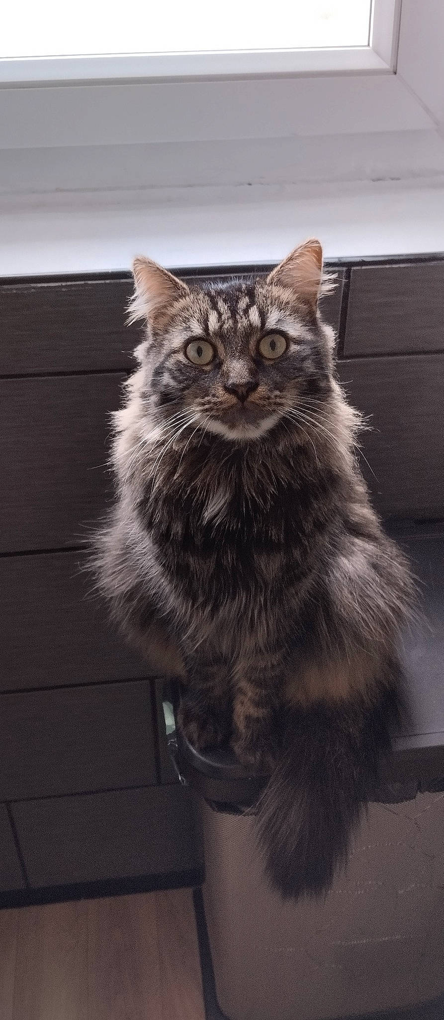 Gims participe au concours pour gagner de l'argent avec cette photo : british_longhair, carnivore, cat, claw, domestic_short_haired_cat, felidae, flooring, fur, grey, monochrome, monochrome_photography, paw, sitting, small_to_medium_sized_cats, snout, tail, terrestrial_animal, whiskers, window, wood