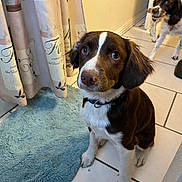 Cutter is registered to the contest to win money with this photo: dog, brown, white, pet, indoor, bathroom, rug, curtain, tile_floor, toy, animal, cute, sitting, standing, looking, collar, fur, ears, nose, eyes