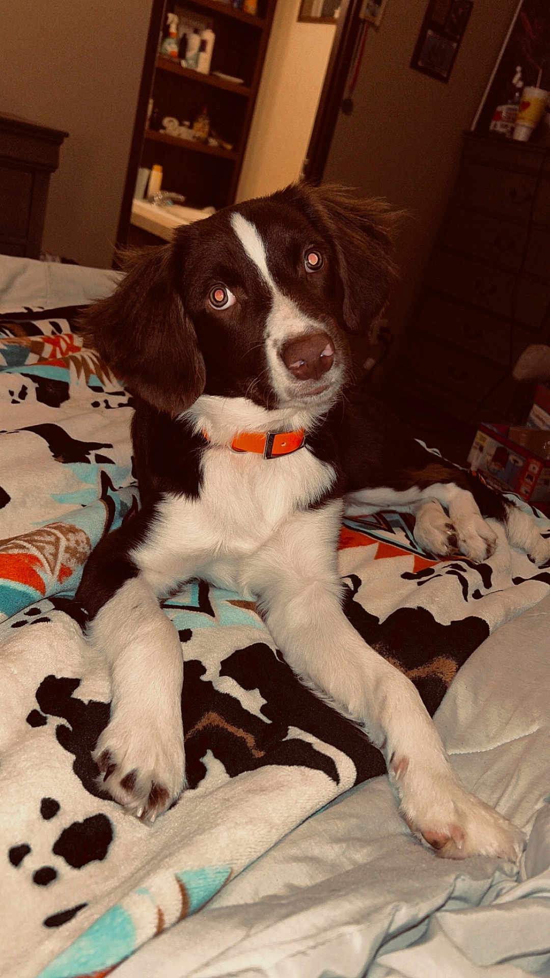 Cutter is registered to the contest to win money with this photo: dog, puppy, pet, bed, blanket, indoor, brown, white, collar, cute, animal, fur, ears, nose, paw, lying_down, looking, head_tilt, domestic_animal, resting