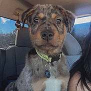 Waylon is registered to the contest to win money with this photo: accessories, adult, animal, belt, canine, collar, couch, cushion, dog, female, furniture, homedecor, hound, jewelry, necklace, person, pet, puppy, strap, woman