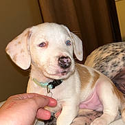 Levi is registered to the contest to win money with this photo: puppy, dog, hand, bed, collar, indoor, curtains, fur, nose, blue_eyes, light, cute, pet, animal, comfort, resting, human_interaction, closeup, young, domestic
