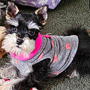 Maggie May joined the competition — help win amazing prizes! dog, pet, puppy, clothing, sweater, grey, pink, hearts, carpet, indoor, cute, fluffy, small_dog, toy, playful, animal, fur, ears, face, lying_down