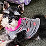 dog, pet, puppy, clothing, sweater, grey, pink, hearts, carpet, indoor, cute, fluffy, small_dog, toy, playful, animal, fur, ears, face, lying_down