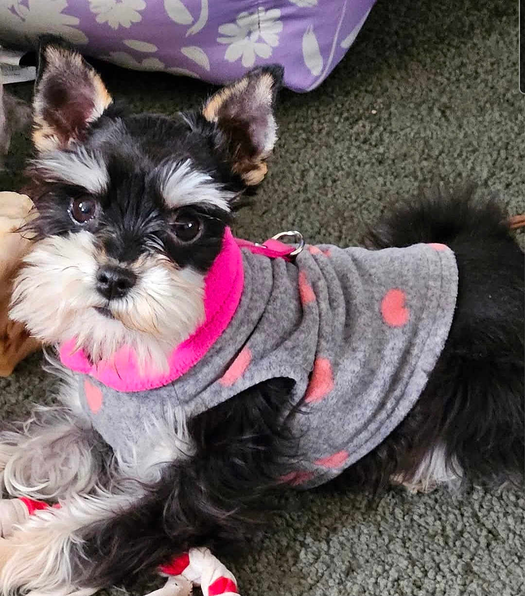 Maggie May joined the competition — help win amazing prizes! dog, pet, puppy, clothing, sweater, grey, pink, hearts, carpet, indoor, cute, fluffy, small_dog, toy, playful, animal, fur, ears, face, lying_down