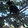 Onyx a rejoint le concours — aidez-le/la à gagner de superbes lots ! animal, black_cat, branch, car, car_roof, cat, collar, daytime, face, hedge, house, leaf, leash, man, nature, outdoor, pet, sky, sunlight, tree