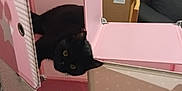 Onyx a rejoint le concours — aidez-le/la à gagner de superbes lots ! animal, black_cat, cardboard_box, cat, cozy, cubical, curious, cute, domestic, feline, floor_pattern, furniture, home, indoor, peeking, pet, pink, playful, soft_lighting, storage_cube