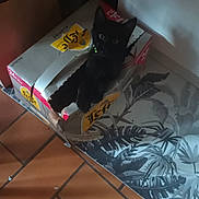 Onyx participe au concours pour gagner de l'argent avec cette photo : animal, black_cat, box, cardboard_box, cat, curious, cute, dim_lighting, domestic_animal, feline, home, indoor, kitten, leaf_pattern, pet, playful, shadow, small, tile_floor, wallpaper