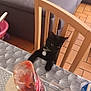 Onyx participe au concours pour gagner de l'argent avec cette photo : black_cat, bottle, cat, chair, collar, condiments, curious, domestic, gray_couch, green_cap, home, indoor, ketchup, kitchen, mayonnaise, pet, table, tag, tile_floor, wooden_chair