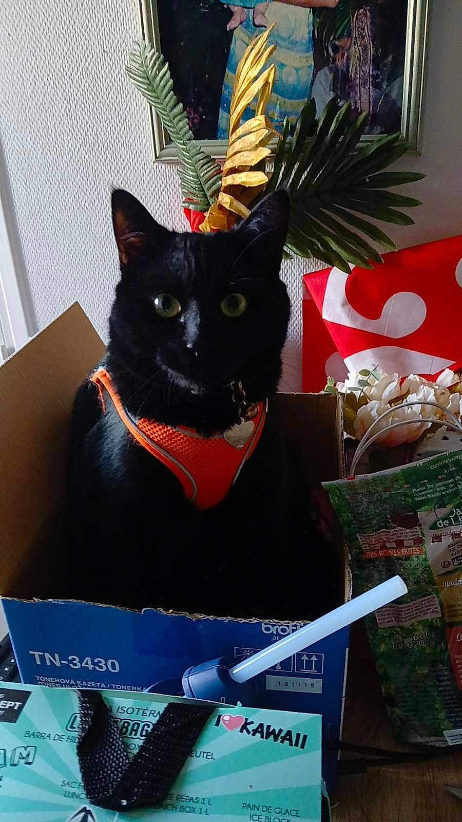 Onyx a rejoint le concours — aidez-le/la à gagner de superbes lots ! bag, black_cat, box, cardboard_box, cat, close_up, domestic_cat, feline, flower, household_items, indoor, indoor_lighting, leafy_decoration, orange_harness, packaging, pet, pet_accessory, portrait, sitting, table