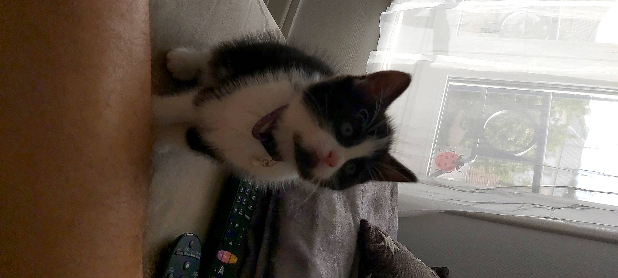 Fauve a rejoint le concours — aidez-le/la à gagner de superbes lots ! carnivore, cat, comfort, domestic_short_haired_cat, ear, eye, felidae, fur, iris, paw, remote_control, room, small_to_medium_sized_cats, snout, tail, whiskers