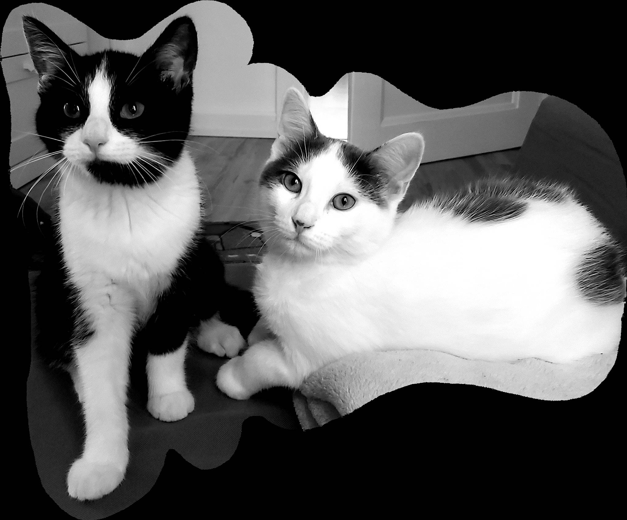 Fauve participe au concours pour gagner de l'argent avec cette photo : black, black_and_white, carnivore, cat, comfort, domestic_short_haired_cat, eye, felidae, gesture, head, mammal, monochrome, monochrome_photography, small_to_medium_sized_cats, snout, style, tail, vertebrate, whiskers, white