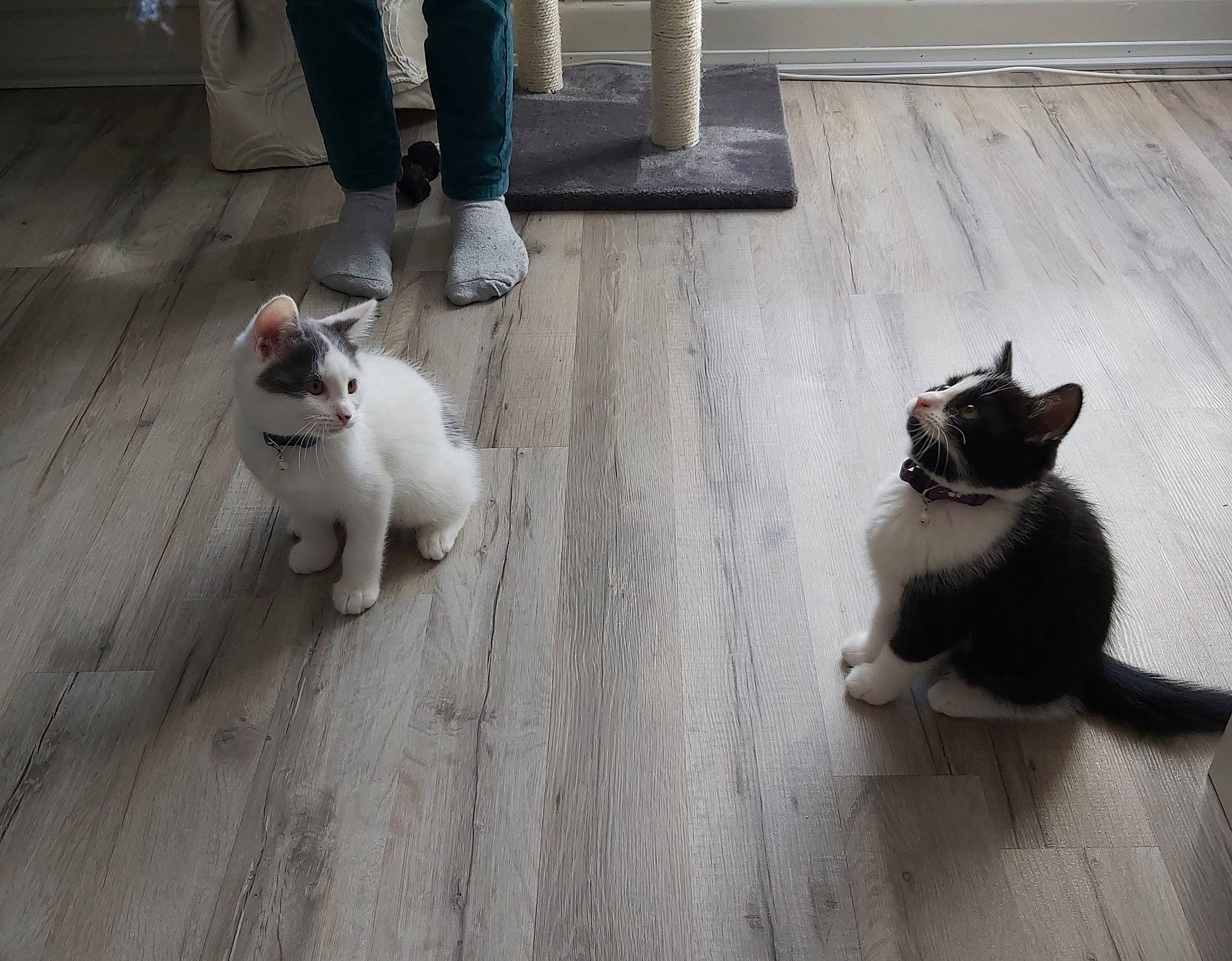 Fauve a rejoint le concours — aidez-le/la à gagner de superbes lots ! black, carnivore, cat, companion_dog, dog_breed, fawn, felidae, floor, flooring, fur, grey, hardwood, human_leg, mammal, road_surface, small_to_medium_sized_cats, snout, tail, whiskers, wood