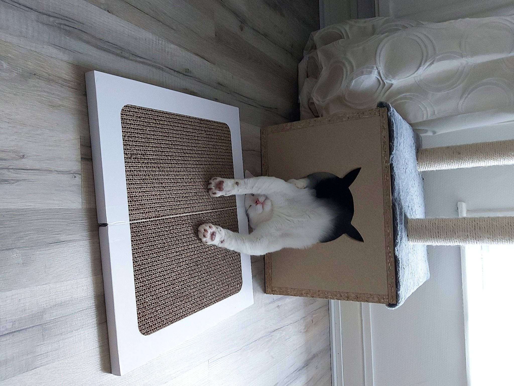 Mickey a rejoint le concours — aidez-le/la à gagner de superbes lots ! animal_shelter, carnivore, cat, ceiling, couch, domestic_short_haired_cat, felidae, flooring, grey, hardwood, pet_supply, rectangle, room, small_to_medium_sized_cats, stairs, tail, textile, whiskers, window, wood