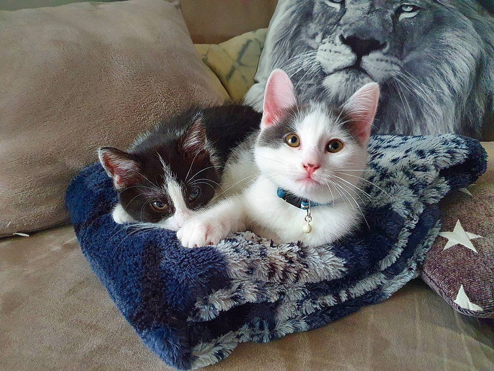 Mickey participe au concours pour gagner de l'argent avec cette photo : box, carnivore, cat, cat_supply, comfort, couch, domestic_short_haired_cat, eye, felidae, fur, grey, pattern, paw, pet_supply, plant, sitting, small_to_medium_sized_cats, snout, tail, whiskers