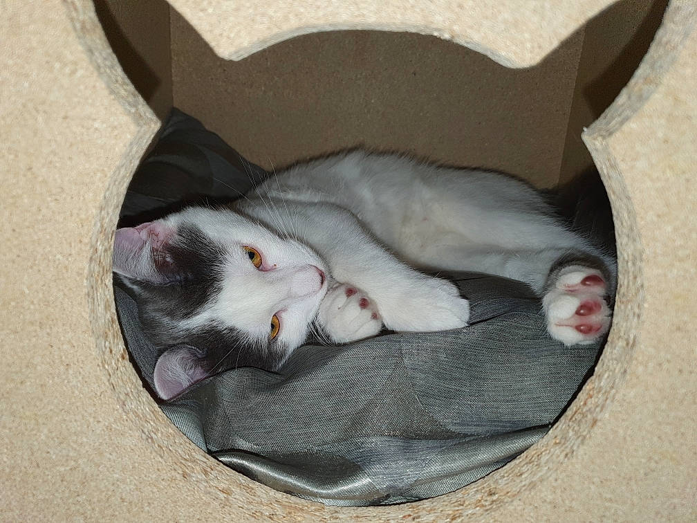 Mickey a rejoint le concours — aidez-le/la à gagner de superbes lots ! canidae, carnivore, cat, comfort, dog_breed, domestic_short_haired_cat, fawn, felidae, fur, grey, linens, mammal, nap, paw, sleep, small_to_medium_sized_cats, snout, tail, vertebrate, whiskers