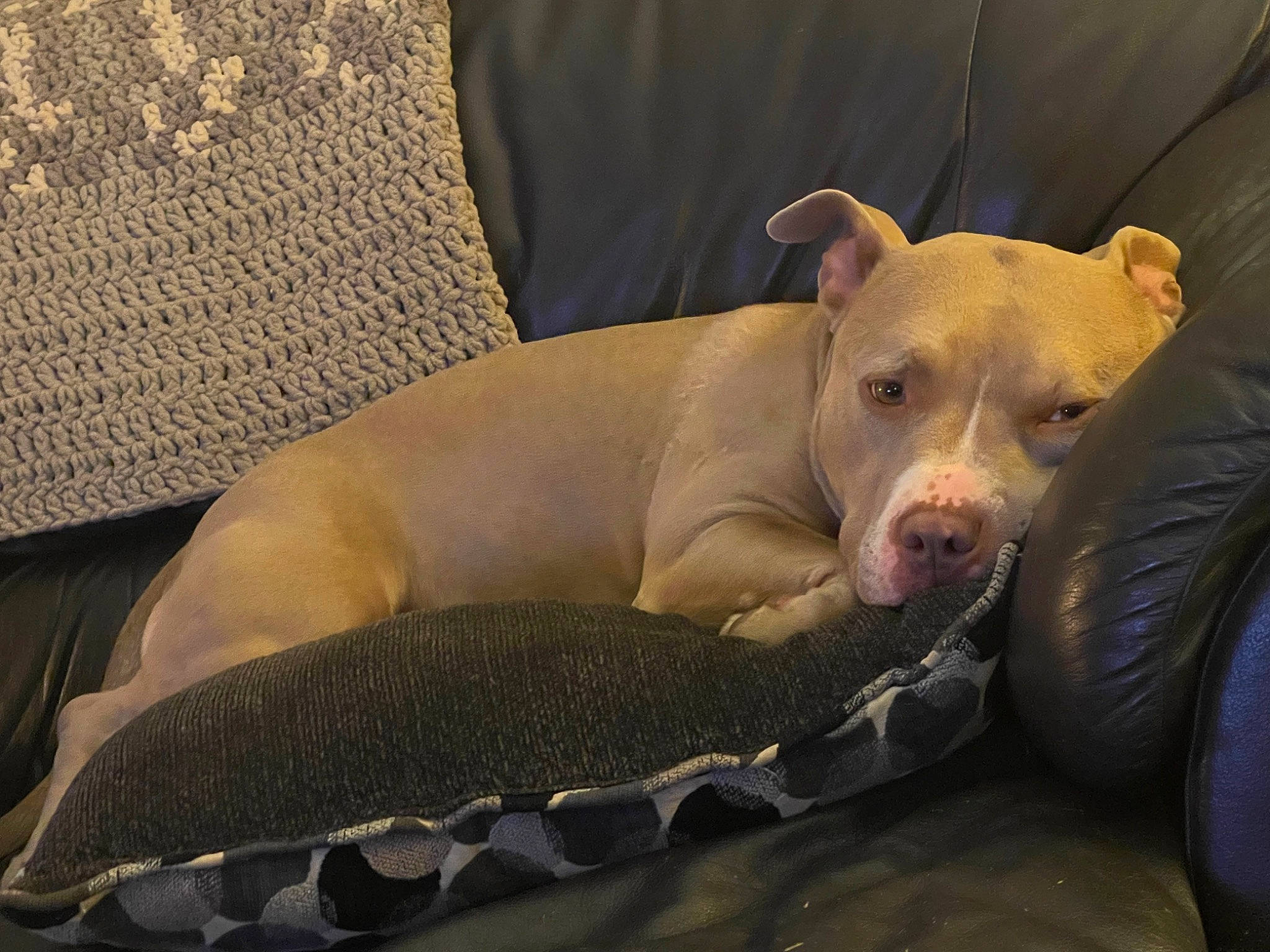 Rigel joined the competition — help win amazing prizes! canidae, carnivore, comfort, companion_dog, dog, dog_breed, dog_supply, fawn, guard_dog, non_sporting_group, paw, pet_supply, snout, sporting_group, terrestrial_animal, whiskers, working_animal, woven_fabric