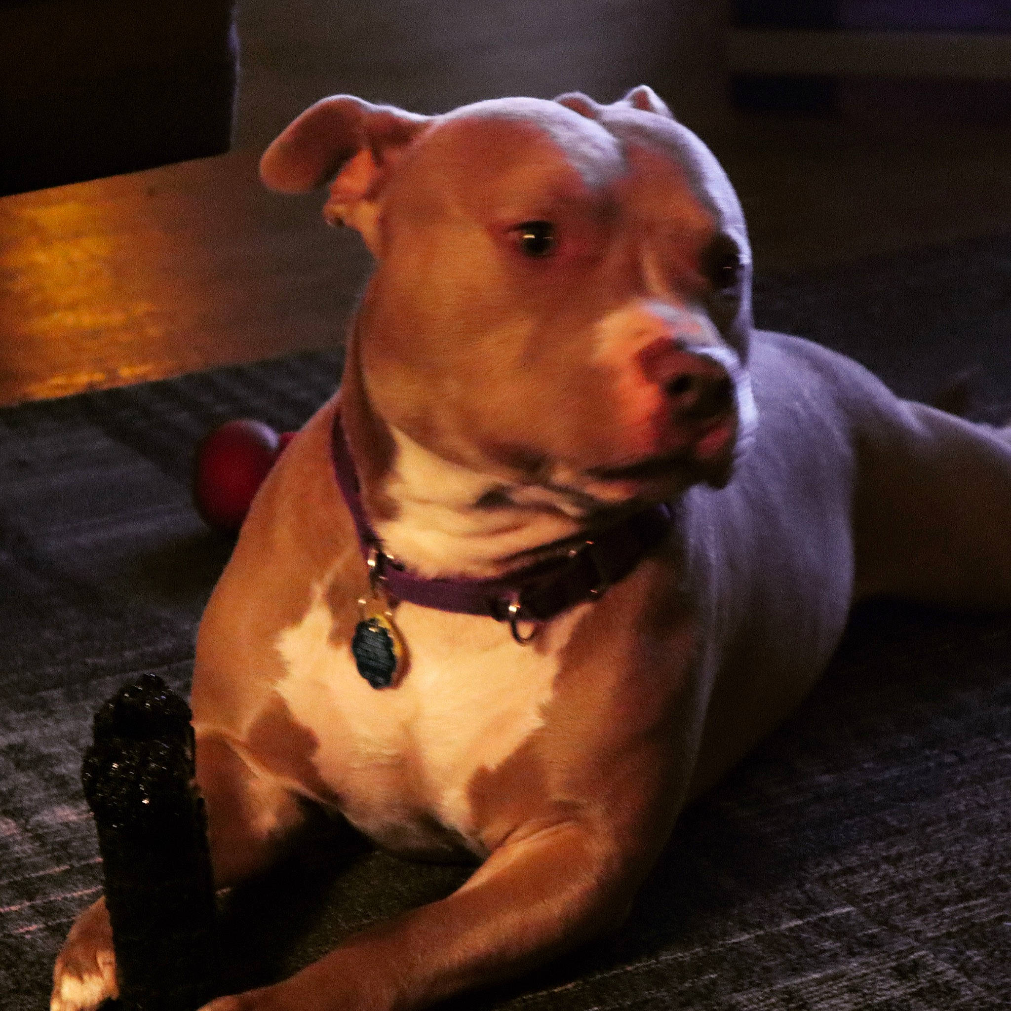 Rigel is registered to the contest to win money with this photo: canidae, carnivore, collar, comfort, companion_dog, dog, dog_breed, dog_clothes, dog_collar, dog_supply, fawn, fur, liver, non_sporting_group, pet_supply, snout, sporting_group, terrestrial_animal, whiskers, working_animal