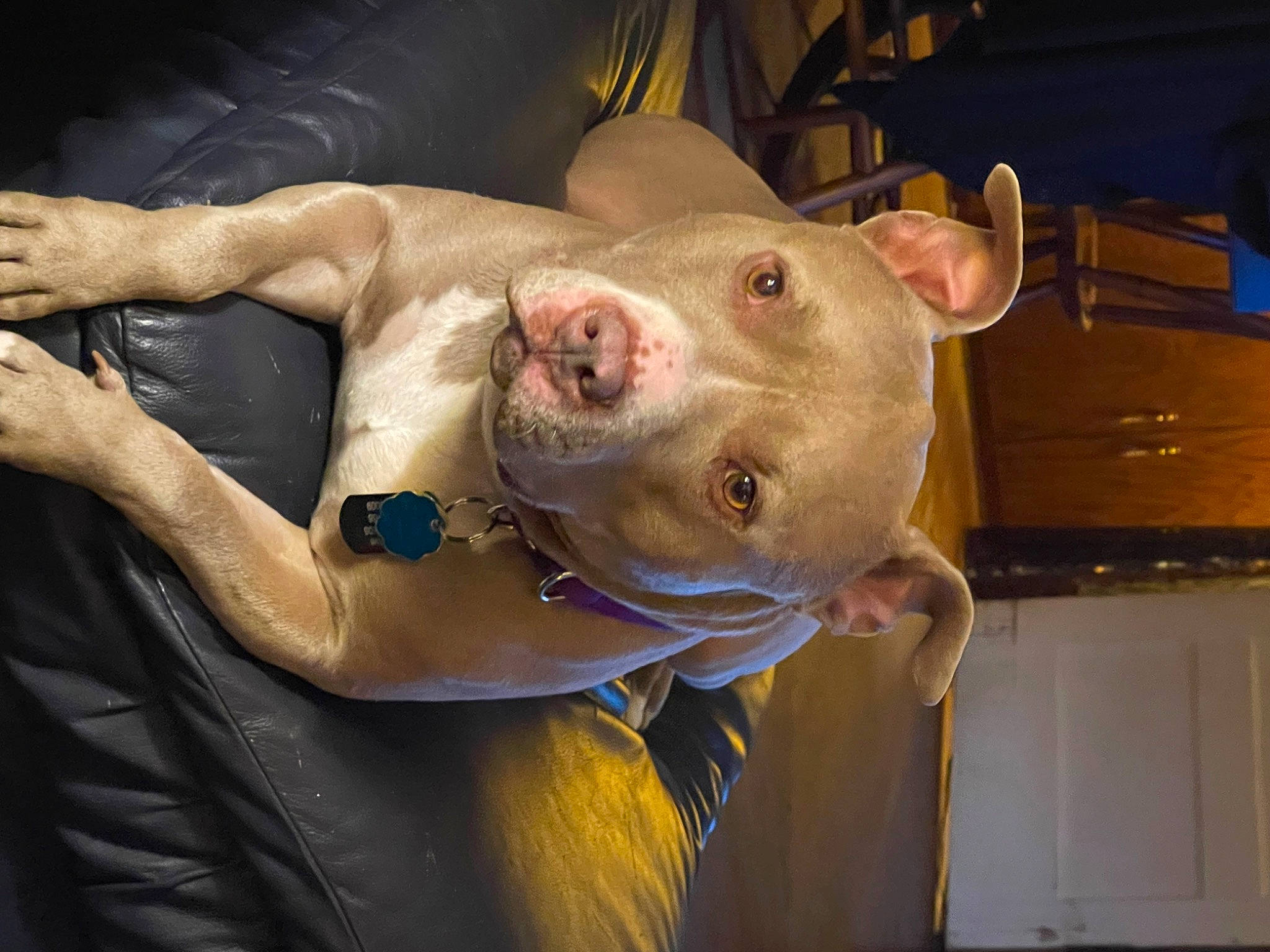 Rigel joined the competition — help win amazing prizes! domestic_pig, eye, fawn, flesh, fur, head, jaw, livestock, meat, metal, natural_material, snout, suidae, terrestrial_animal