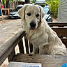 Axel participe au concours pour gagner de l'argent avec cette photo : dog, golden_retriever, bench, wood, outdoor, car, tree, building, map, paper, table, pet, animal, fur, parked_car, nature, daylight, curious, seated, canine
