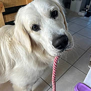 Axel a rejoint le concours — aidez-le/la à gagner de superbes lots ! dog, golden_retriever, rope_toy, indoor, tile_floor, wooden_chair, shelving_unit, pet, animal, playful, white_dog, close_up, looking_up, floor_tiles, household, domestic, fur, cute, companion, friendly