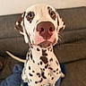 dog, dalmatian, pet, animal, portrait, close_up, face, nose, eyes, floppy_ears, spotted_fur, white_fur, brown_spots, sitting, couch, blanket, indoors, home, funny, cute