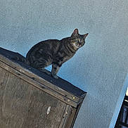 Tina a rejoint le concours — aidez-le/la à gagner de superbes lots ! alert, animal, cat, claws, curious, domestic_animal, ears, feline, green_eyes, mammal, nature, outdoor, perched, pet, structure, tabby, texture, wall, whiskers, wood