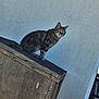 alert, animal, cat, claws, curious, domestic_animal, ears, feline, green_eyes, mammal, nature, outdoor, perched, pet, structure, tabby, texture, wall, whiskers, wood