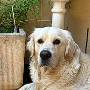 Marley a rejoint le concours — aidez-le/la à gagner de superbes lots ! dog, golden_retriever, pet, animal, outdoor, plant, planter, stone_floor, wall, pillar, fur, laying_down, calm, nature, close_up, portrait, mammal, canine, domestic_animal, resting