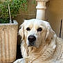 dog, golden_retriever, pet, animal, outdoor, plant, planter, stone_floor, wall, pillar, fur, laying_down, calm, nature, close_up, portrait, mammal, canine, domestic_animal, resting