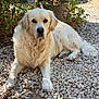 dog, golden_retriever, outdoor, garden, plants, rocks, ball, sunlight, pet, animal, laying_down, fur, canine, nature, relaxing, summer, leisure, backyard, shade, daylight