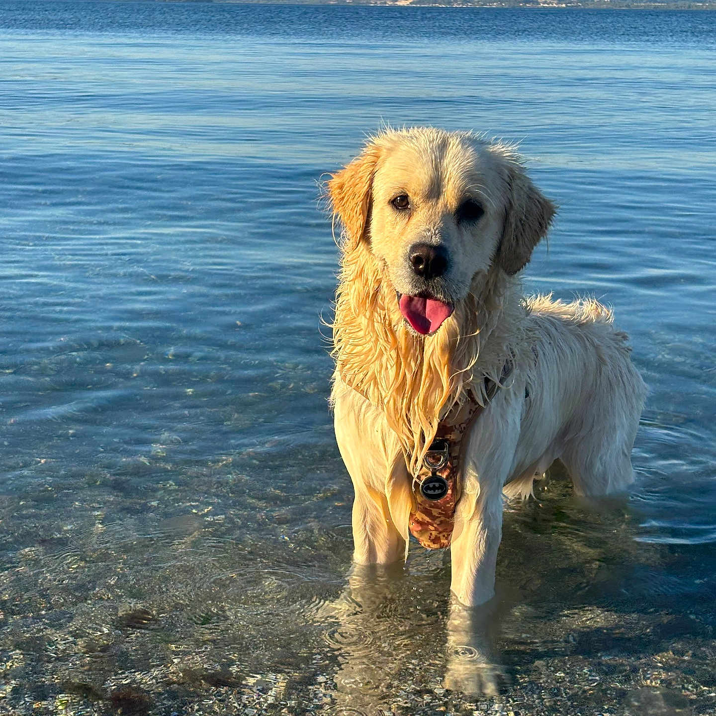 Marley a rejoint le concours — aidez-le/la à gagner de superbes lots ! animal, beach, canine, coast, dog, golden_retriever, happy, landscape, nature, outdoor, pet, scenic, sea, shallow_water, summer, sunlight, tongue_out, water, waves, wet_fur