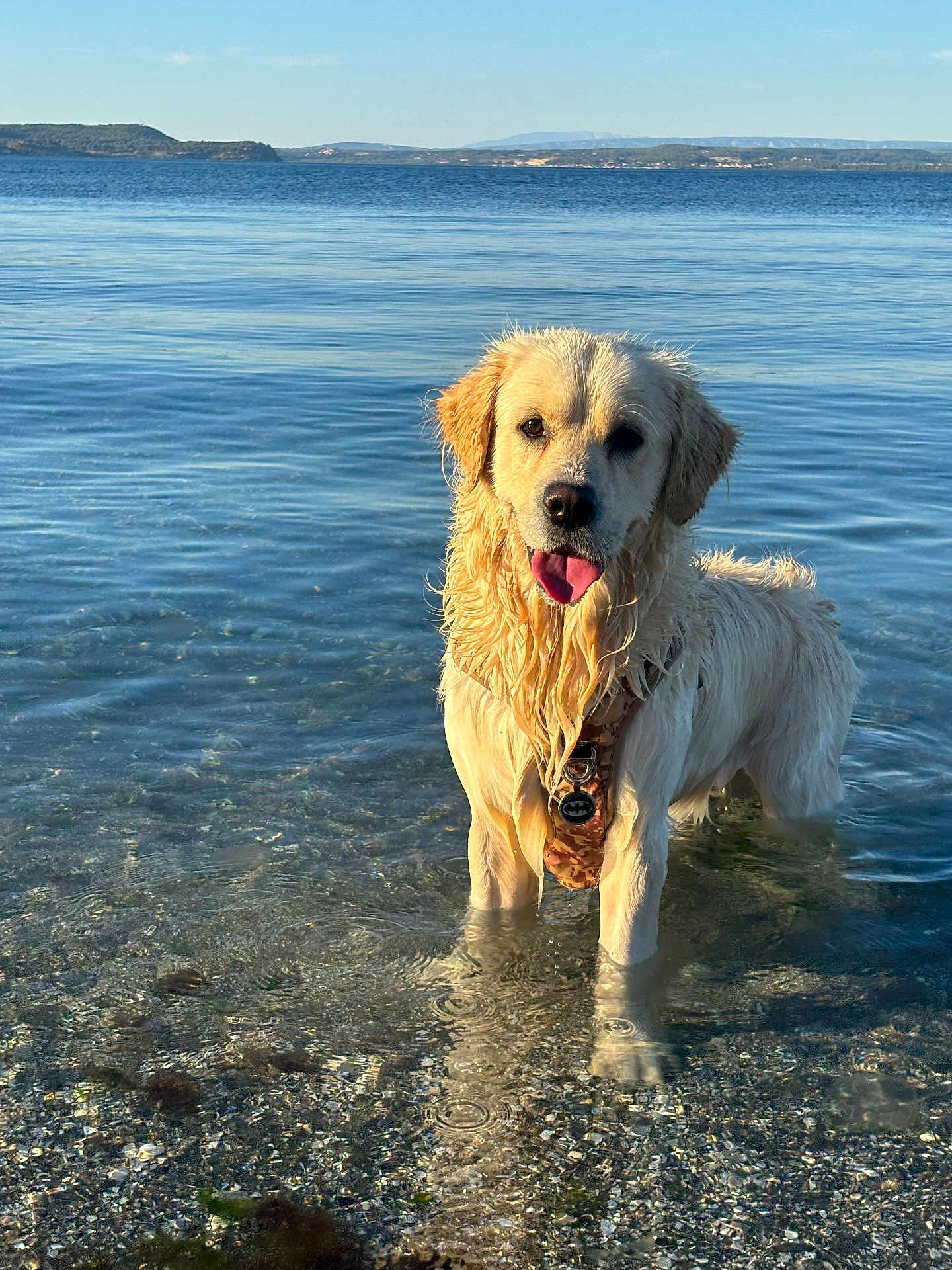 Marley a rejoint le concours — aidez-le/la à gagner de superbes lots ! dog, golden_retriever, water, sea, beach, wet_fur, outdoor, animal, pet, canine, nature, sunlight, shallow_water, happy, tongue_out, summer, landscape, scenic, waves, coast