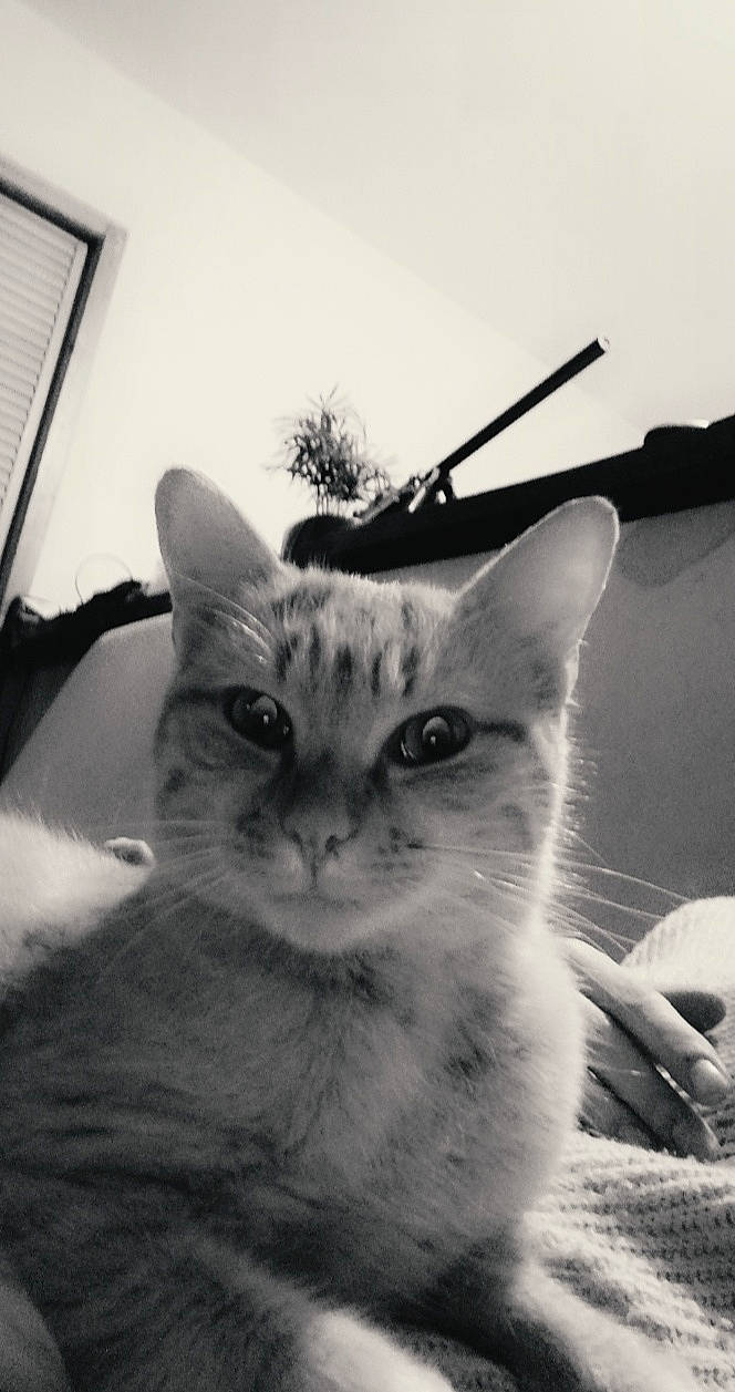 Takou a rejoint le concours — aidez-le/la à gagner de superbes lots ! aegean_cat, asian, black_and_white, carnivore, cat, domestic_short_haired_cat, eye, felidae, kitten, monochrome, monochrome_photography, ojos_azules, photography, sky, small_to_medium_sized_cats, snapshot, snout, tabby_cat, whiskers, white