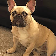 Tank is registered to the contest to win money with this photo: dog, french_bulldog, pet, canine, sitting, ears, carpet, indoor, leather_couch, tan_fur, animal, cute, domestic_animal, fur, face, paw, alert, looking, companion, portrait
