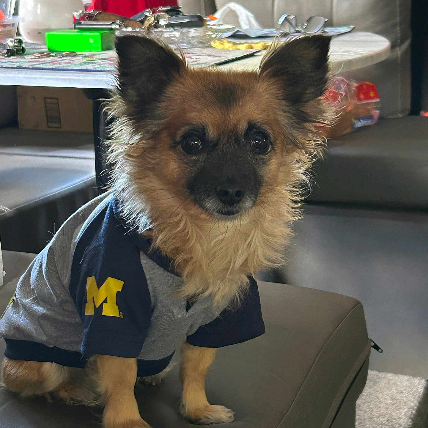 Rosie joined the competition — help win amazing prizes! animal, black_fur, brown_fur, casual, clothing, cushion, cute, decor, dog, ears, furniture, indoor, living_room, pet, plant, shirt, sitting, small_dog, table, window