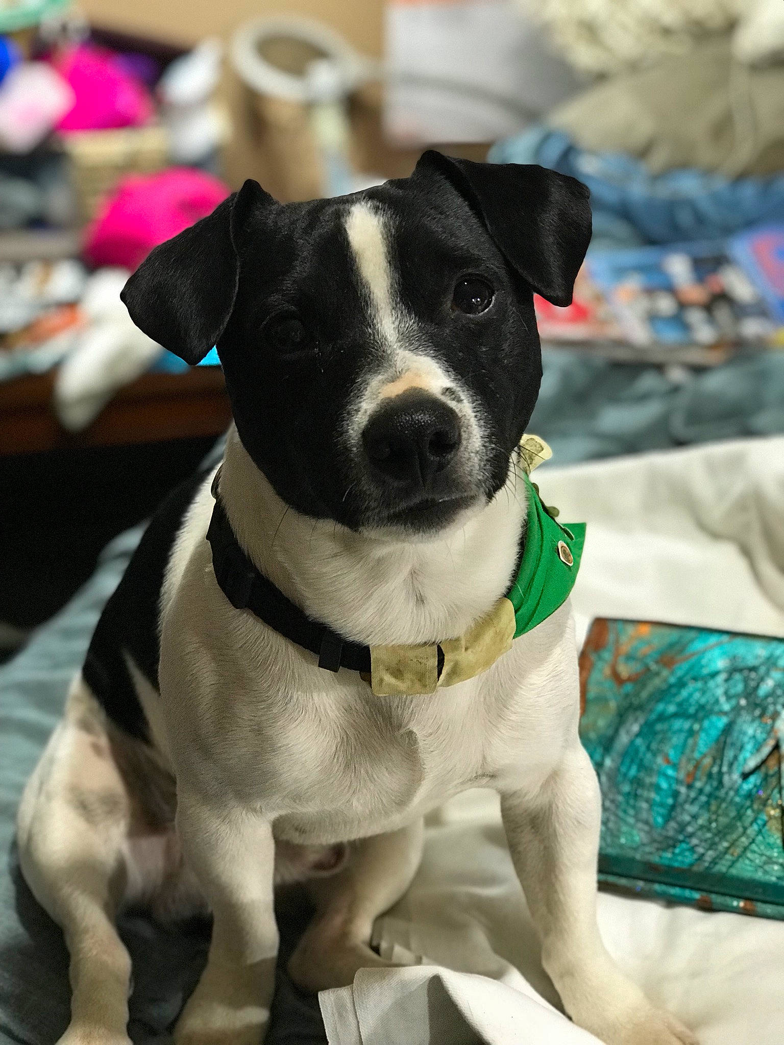 Shedrow is registered to the contest to win money with this photo: canidae, carnivore, collar, companion_dog, dog, dog_breed, dog_collar, dog_supply, eyewear, fashion_accessory, fawn, fur, leash, non_sporting_group, personal_protective_equipment, pet_supply, snout, sporting_group, working_animal