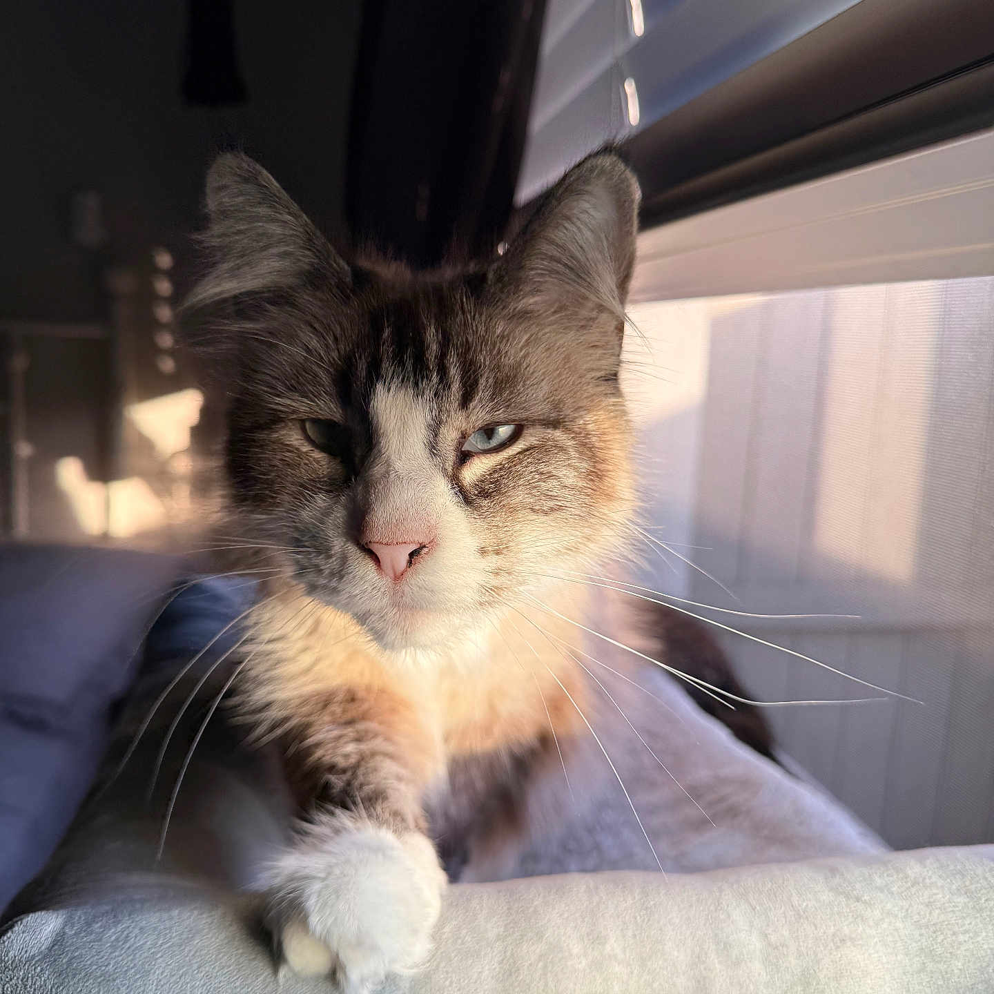Purrsey