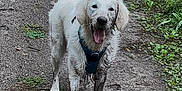 Maïko a rejoint le concours — aidez-le/la à gagner de superbes lots ! animal, canine, dirt_path, dog, excited, exploring, fur, grass, happy, harness, mud, muddy, nature, outdoor, pet, playful, puddle, walking, wet, white_dog