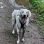 animal, canine, dirt_path, dog, excited, exploring, fur, grass, happy, harness, mud, muddy, nature, outdoor, pet, playful, puddle, walking, wet, white_dog
