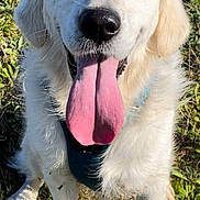 Maïko participe au concours pour gagner de l'argent avec cette photo : animal, canine, closeup, cute, daylight, dog, fluffy, friendly, golden_retriever, grass, happy, mammal, nature, outdoor, pet, playful, sitting, smiling, sunlight, tongue_out