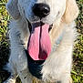 animal, canine, closeup, cute, daylight, dog, fluffy, friendly, golden_retriever, grass, happy, mammal, nature, outdoor, pet, playful, sitting, smiling, sunlight, tongue_out