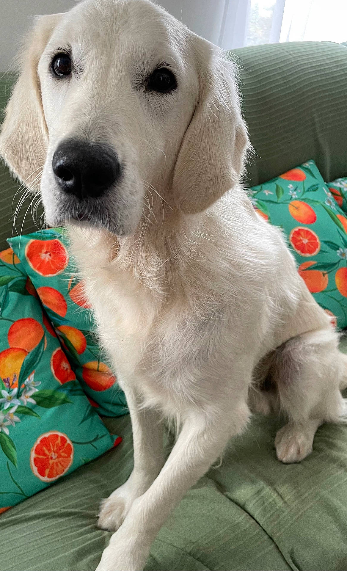 animal, canine, closeup, companion, couch, cute, dog, domestic, ears, face, fur, golden_retriever, green_couch, indoor, looking, orange_pattern, pet, pillows, sitting, white_dog