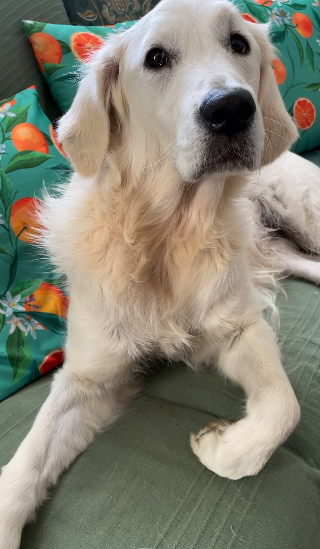 animal, canine, close_up, companion, couch, cute, dog, domestic_animal, fluffy, furniture, golden_retriever, green_couch, home, indoor, looking_up, pet, pillow, portrait, relaxed, white_dog