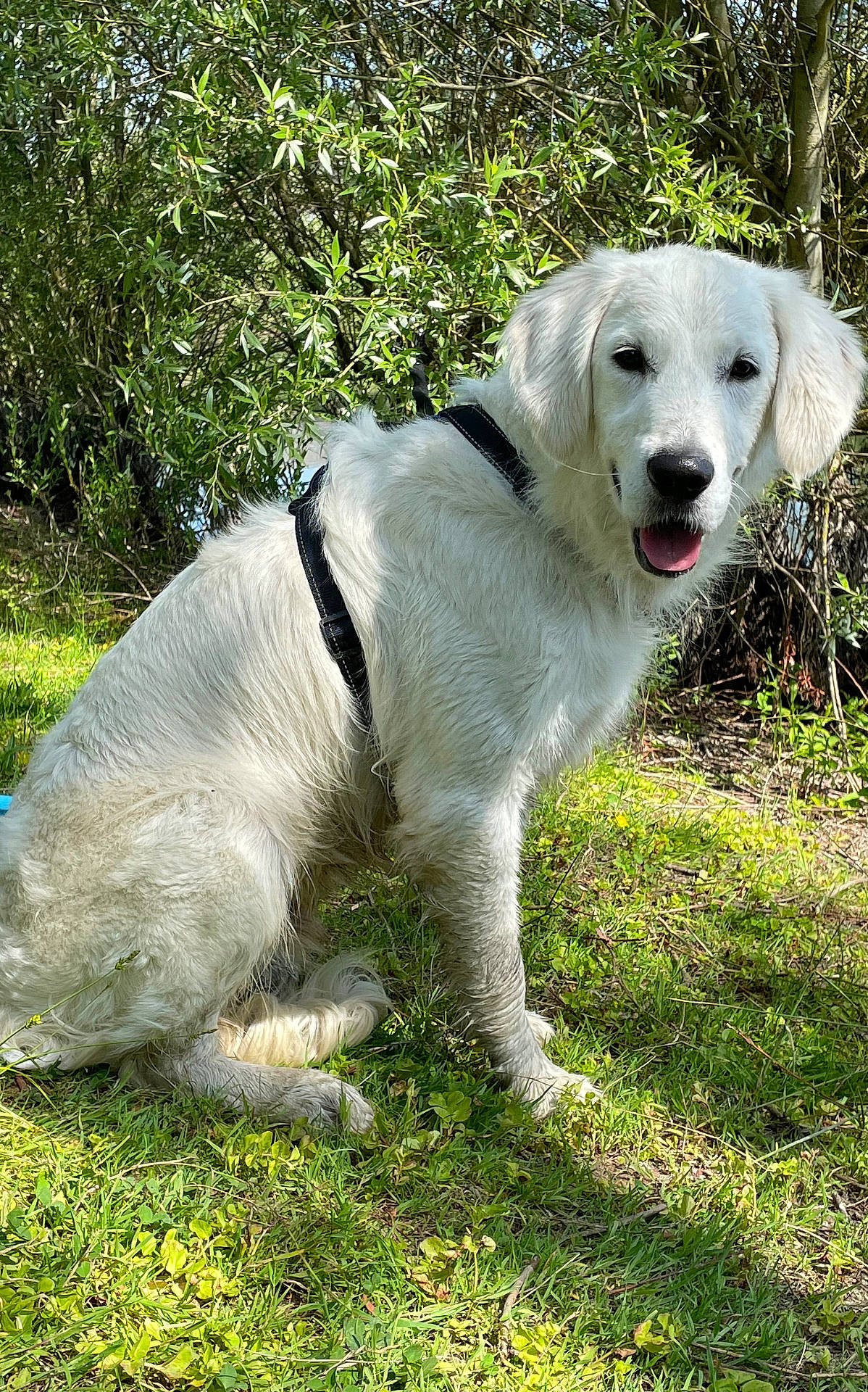 animal, canine, cute, daytime, dog, friendly, fur, grass, greenery, happy, harness, leaves, nature, outdoor, pet, playful, sitting, sunlight, tongue_out, white_dog