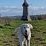 Maïko participe au concours pour gagner de l'argent avec cette photo : animal, canine, clouds, daylight, dog, field, grass, greenery, happy, landscape, nature, outdoor, path, pedestal, sculpture, sky, statue, tongue_out, walking, white_dog