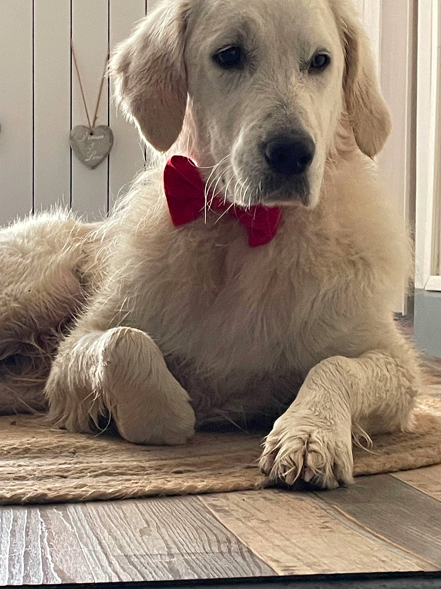 animal, bow_tie, calm, closeup, cozy, cute, decoration, dog, domestic_animal, floor, fur, golden_retriever, heart_shaped, indoor, laying_down, paw, pet, portrait, rug, wooden_floor