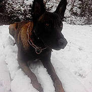 Inouk participe au concours pour gagner de l'argent avec cette photo : dog, canine, pet, snow, winter, forest, outdoor, chain_collar, metal_collar, ears, upright_ears, brown_fur, black_fur, muzzle, paws, eyes, portrait, lying_down, trees, cold