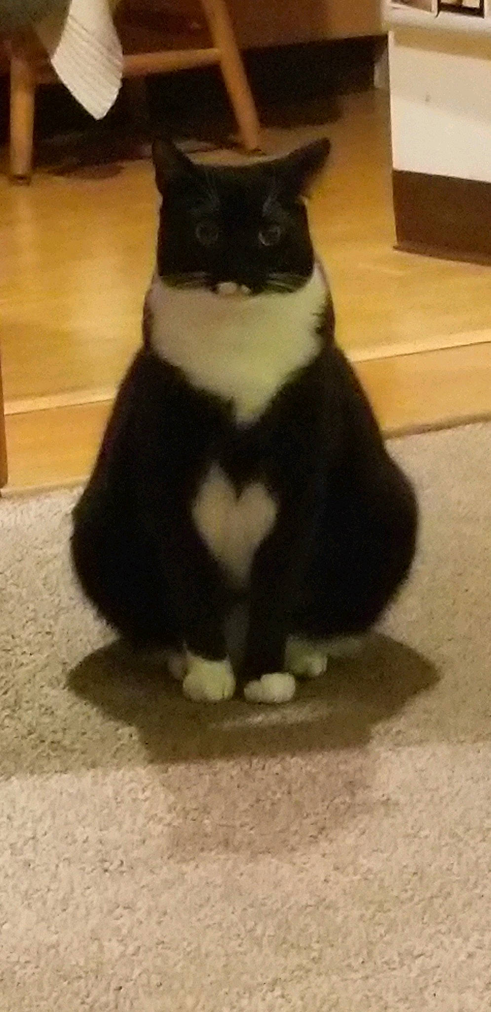 Milo is registered to the contest to win money with this photo: black_cat, carnivore, cat, claw, domestic_short_haired_cat, felidae, fur, leg, mammal, paw, polydactyl_cat, small_to_medium_sized_cats, snout, tail, vertebrate, whiskers