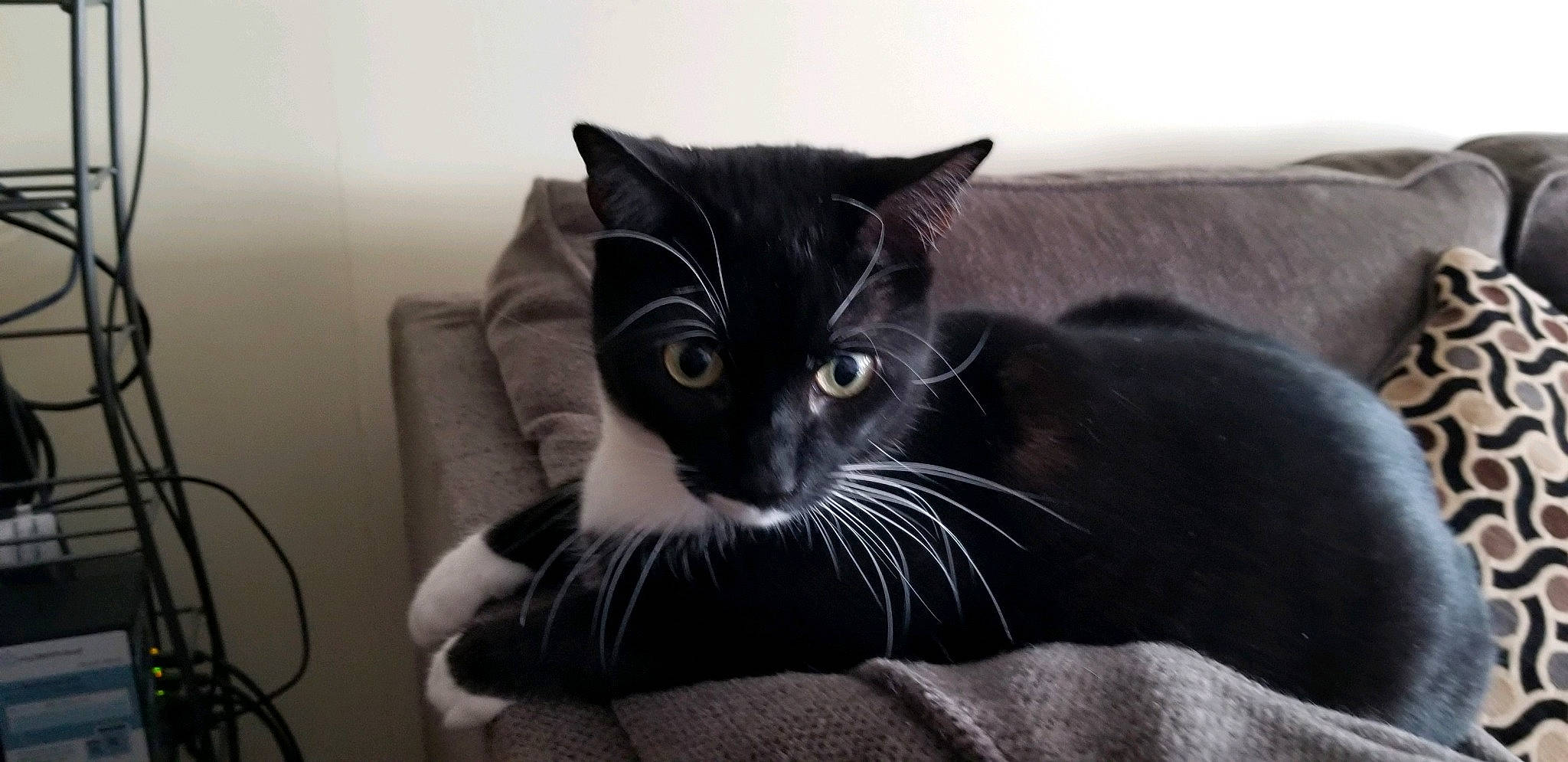 Milo joined the competition — help win amazing prizes! asian, black, black_and_white, black_cat, carnivore, cat, domestic_short_haired_cat, european_shorthair, felidae, fur, kitten, mammal, small_to_medium_sized_cats, snout, vertebrate, whiskers